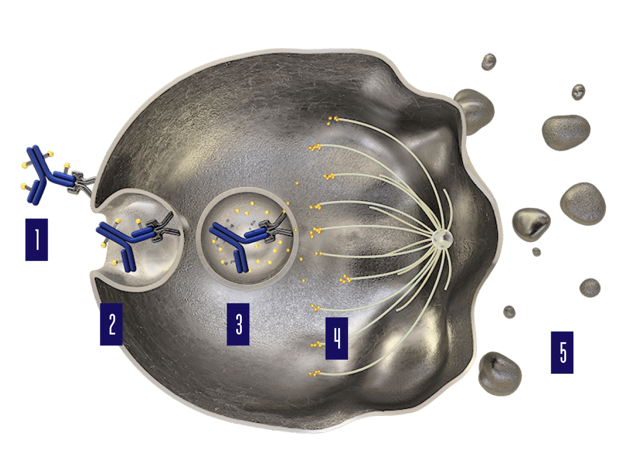 PADCEV® MECHANISM OF ACTION (MOA)