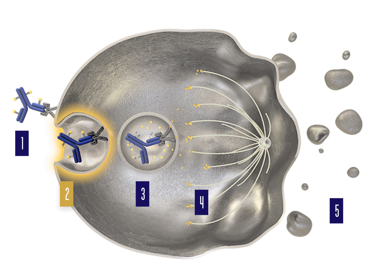 Internalization of the ADC-Nectin-4 complex