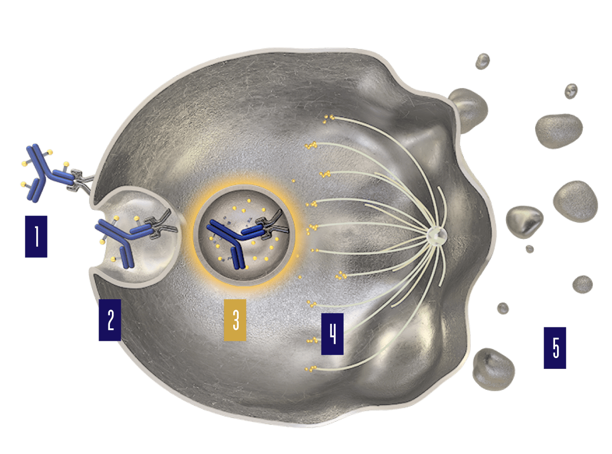 Release of MMAE via proteolytic cleavage