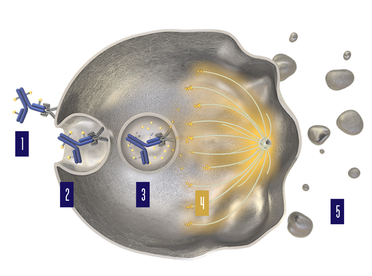 Disruption of the microtubule network within the cell