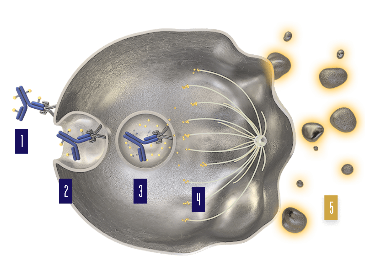 Cell-cycle arrest and apoptotic cell death